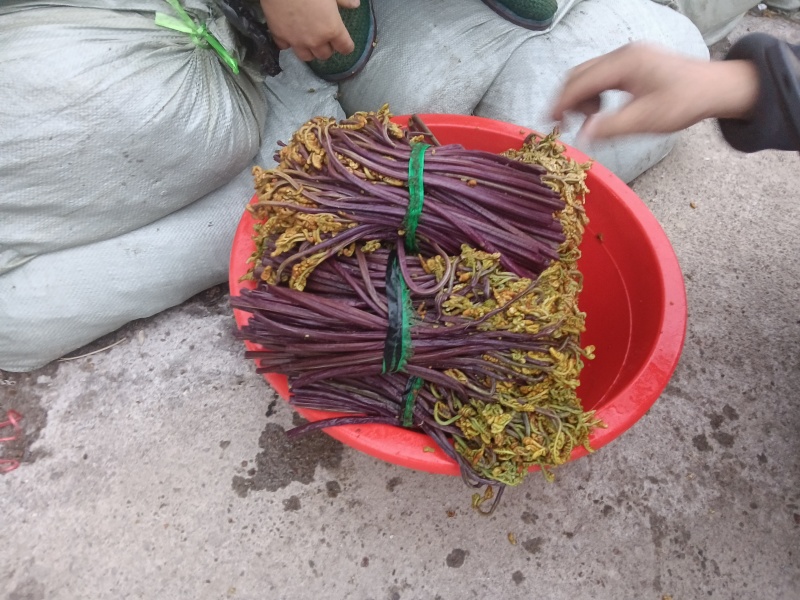 贵州纯野生蕨菜鲜货