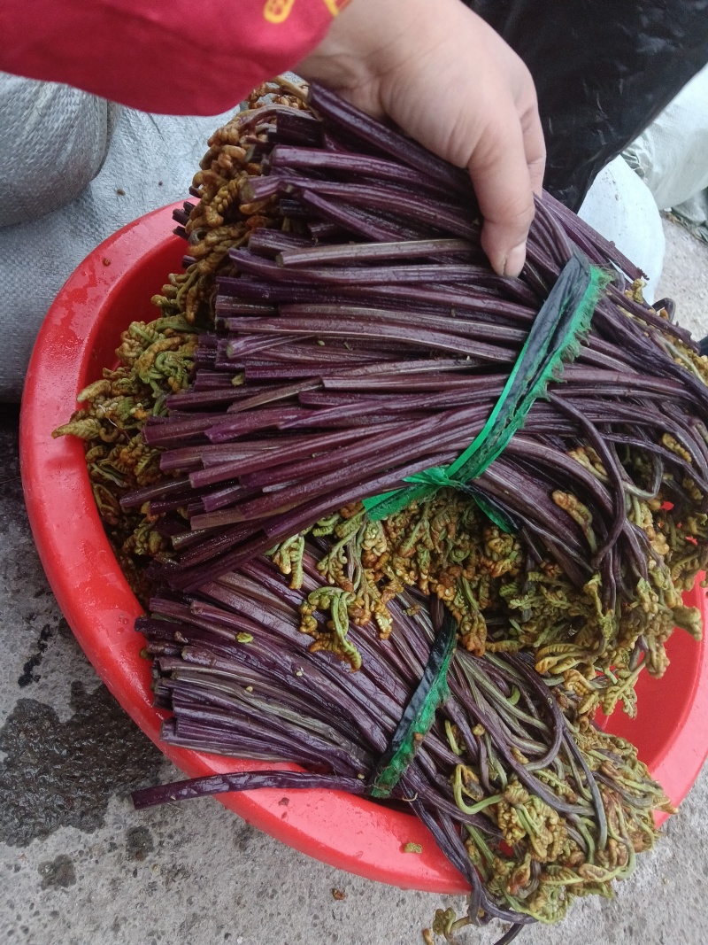 贵州纯野生蕨菜鲜货