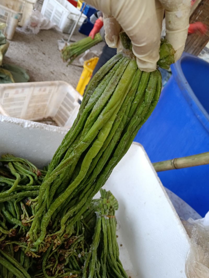 贵州纯野生蕨菜鲜货