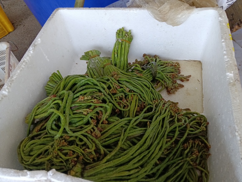贵州纯野生蕨菜鲜货