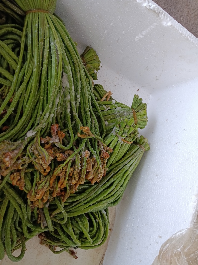 贵州纯野生蕨菜鲜货
