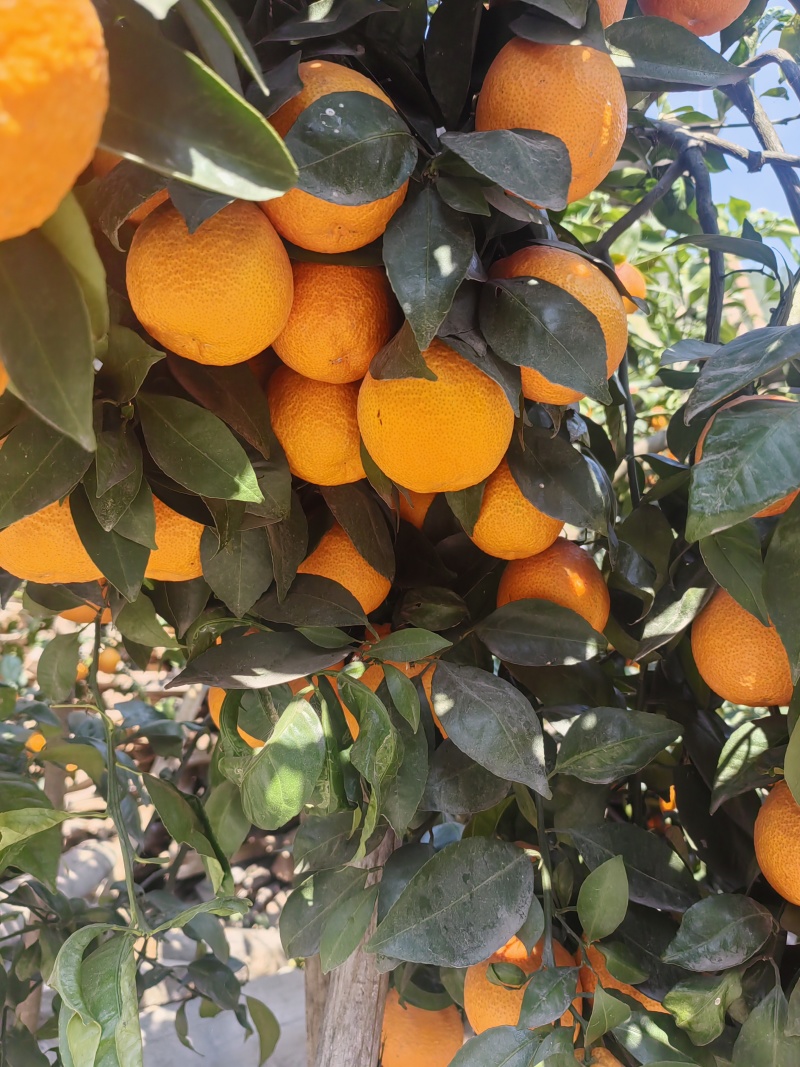 石棉黄果柑！