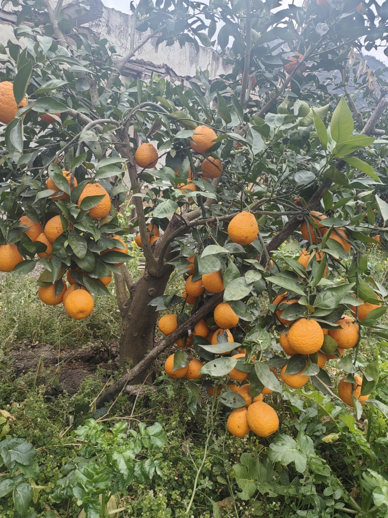 石棉黄果柑！