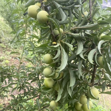 贵州蜂糖李