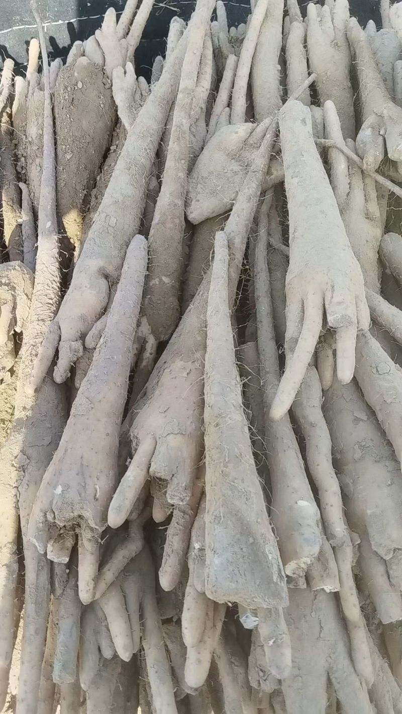 紫药