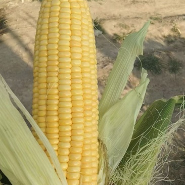 全黄玉米