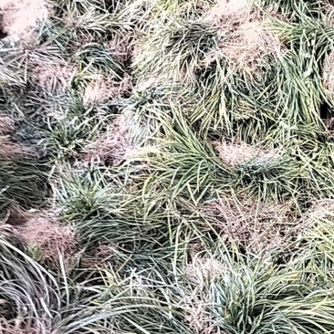 优质沙地麦冬草