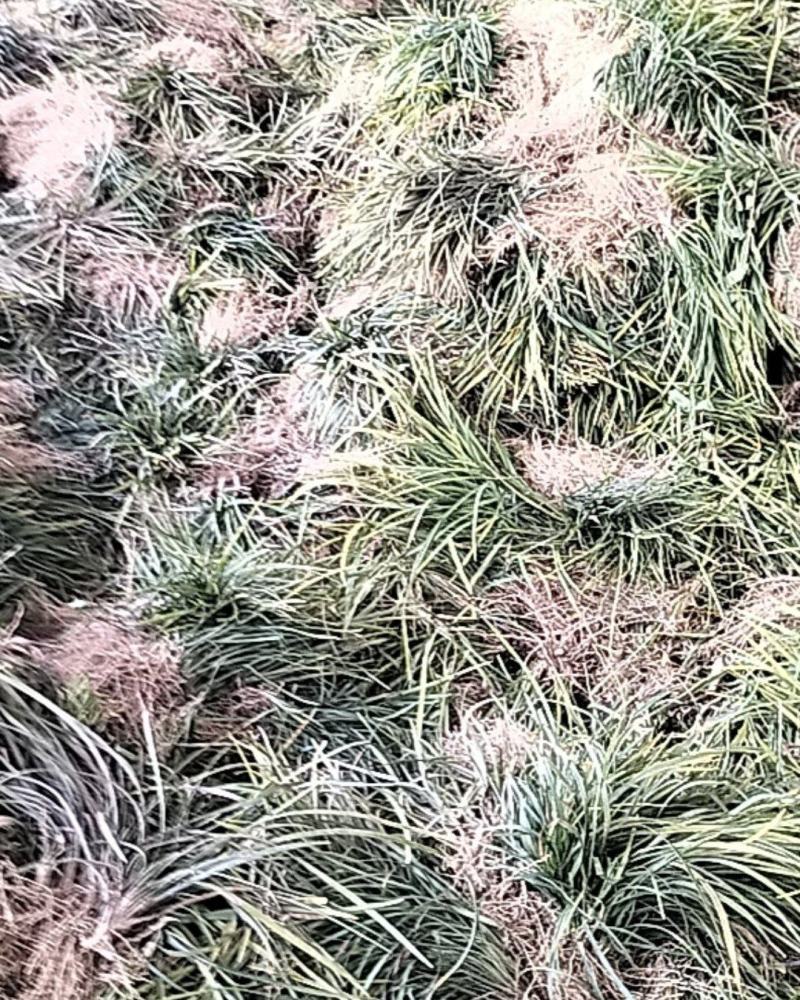 优质沙地麦冬草