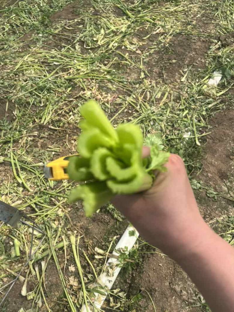 芹菜中小颗毛菜长度60-70