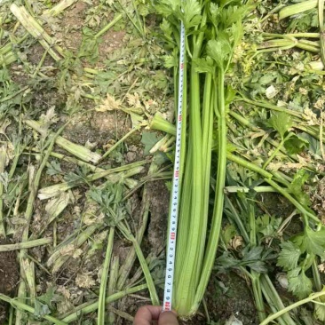 芹菜中小颗毛菜长度60-70