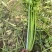 芹菜中小颗毛菜长度60-70
