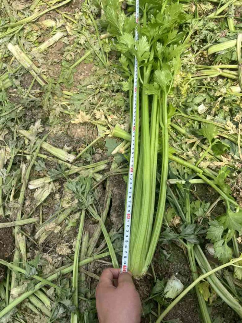 芹菜中小颗毛菜长度60-70
