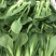 菜苔苔心