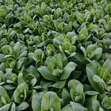 菜苔苔心