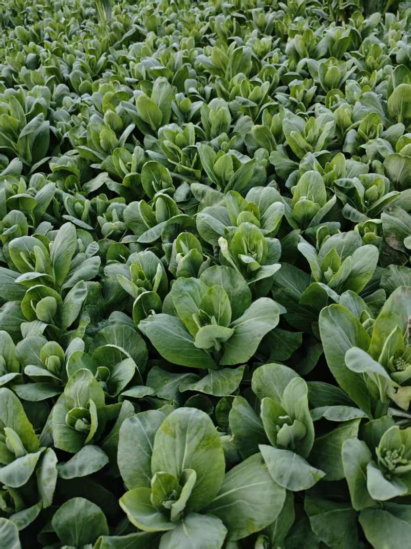 菜苔苔心