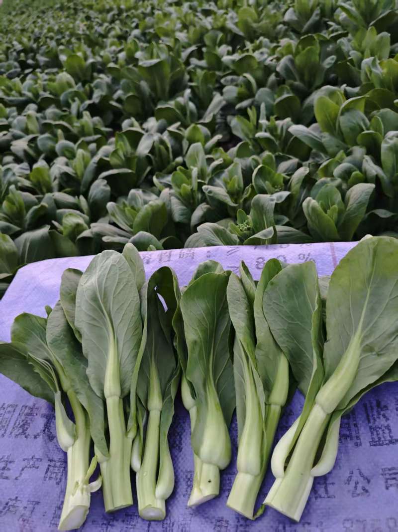 菜苔苔心
