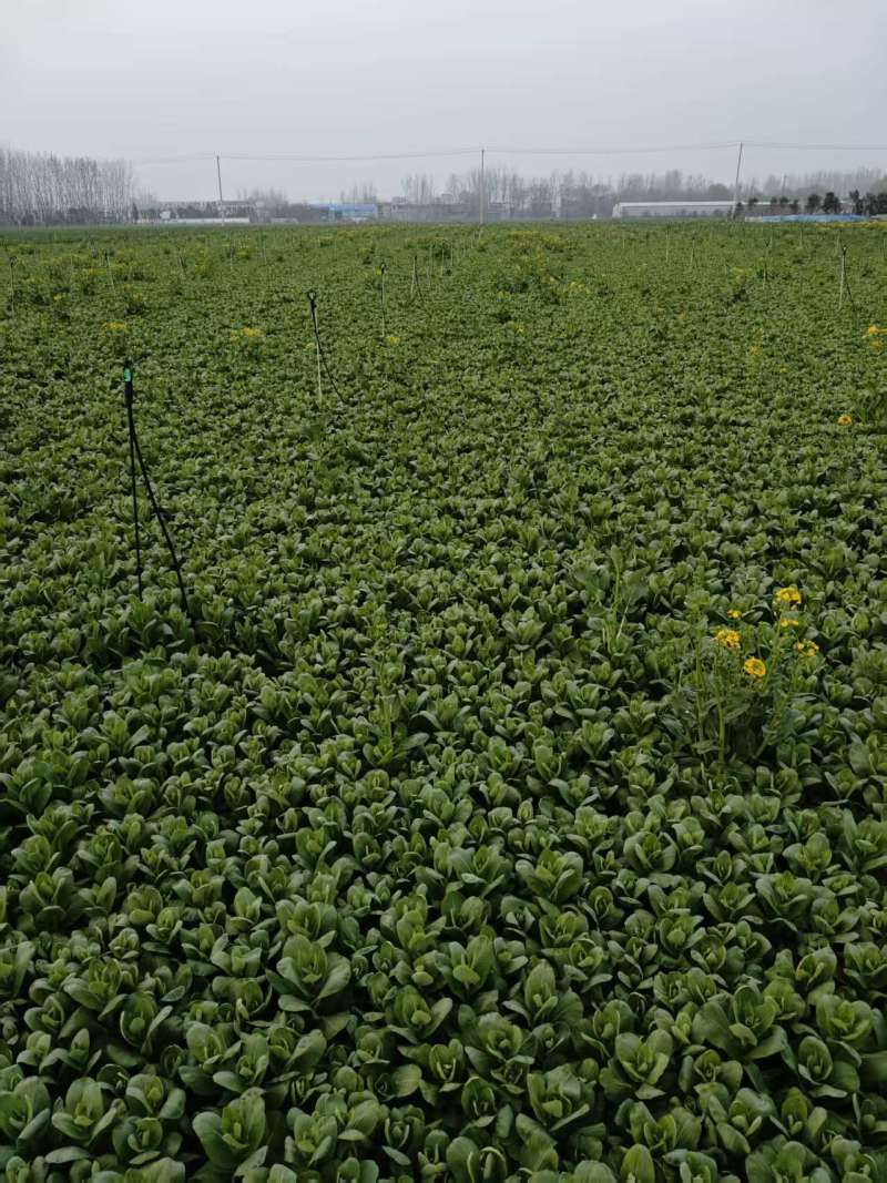 菜苔苔心