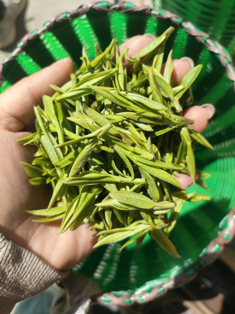 富阳钱塘龙井，明前茶