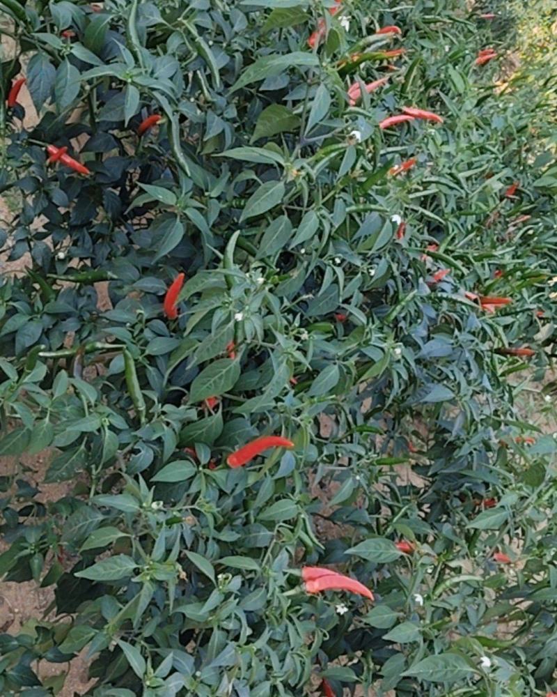 朝天椒