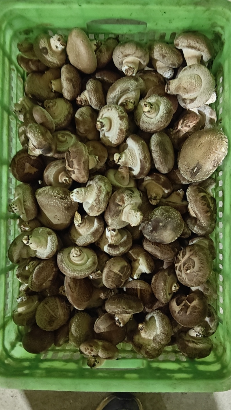 需要烘干香菇货的联系。价格便宜到冰点
