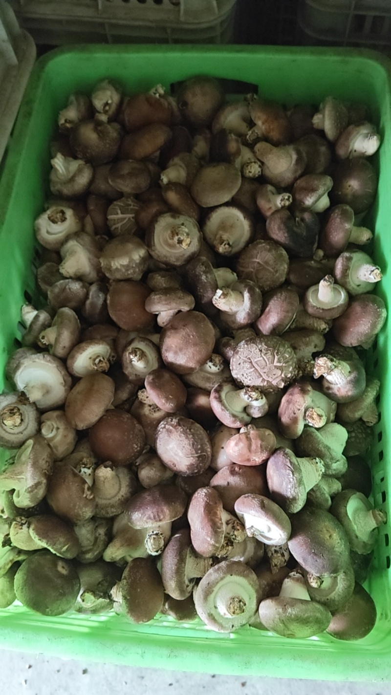 需要烘干香菇货的联系。价格便宜到冰点