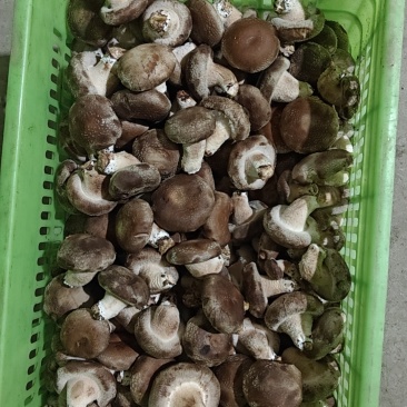 需要烘干香菇货的联系。价格便宜到冰点