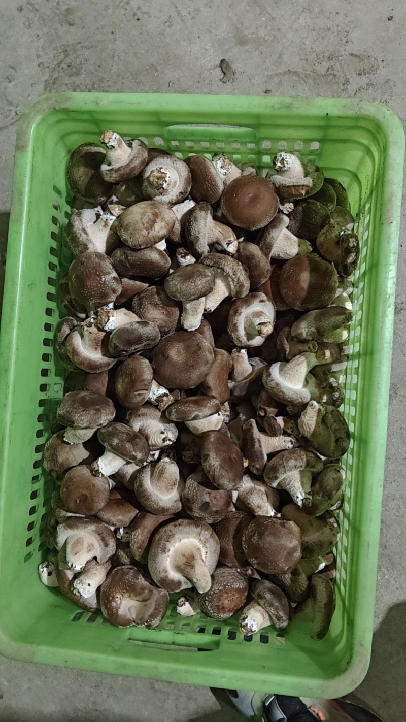 需要烘干香菇货的联系。价格便宜到冰点