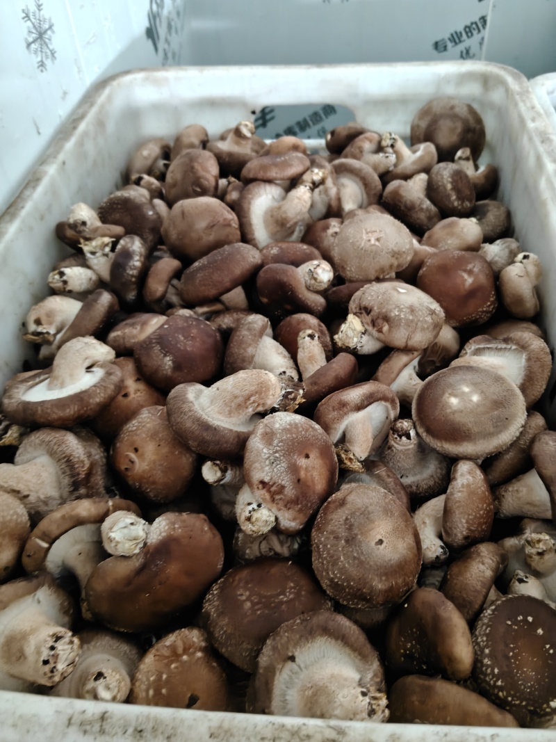 需要烘干香菇货的联系。价格便宜到冰点