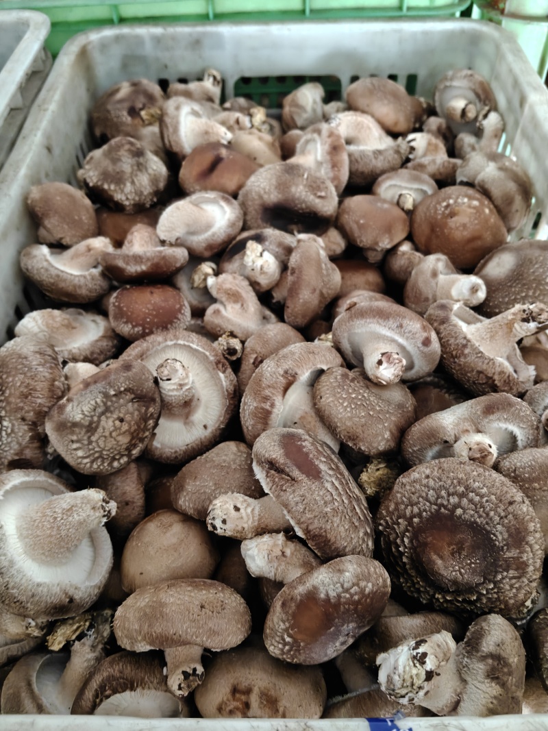 需要烘干香菇货的联系。价格便宜到冰点