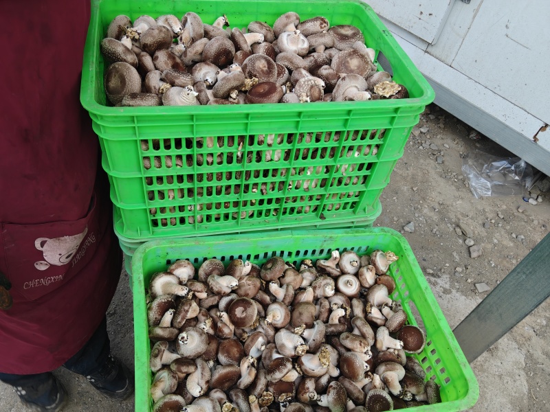 需要烘干香菇货的联系。价格便宜到冰点