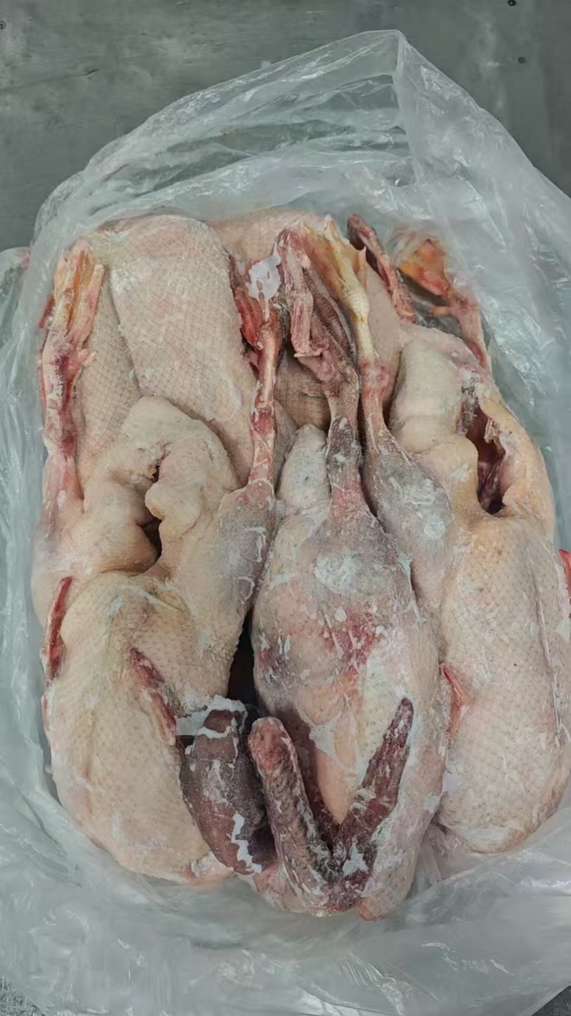 二级麻鸭单只4斤左右60吨