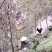 山茶叶