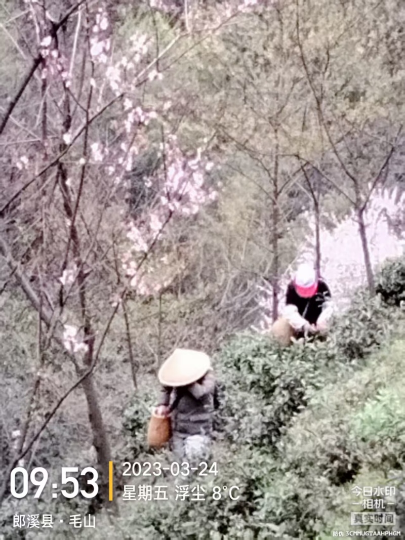 山茶叶