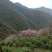 山茶叶