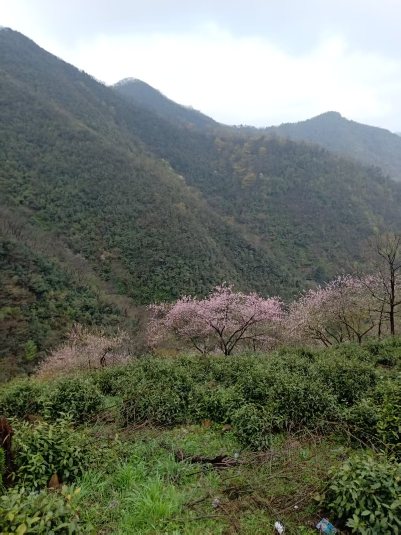 山茶叶