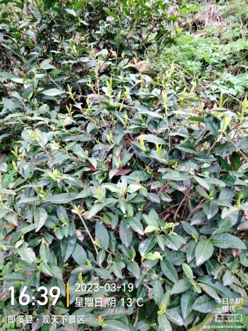 山茶叶