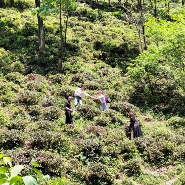 山茶叶
