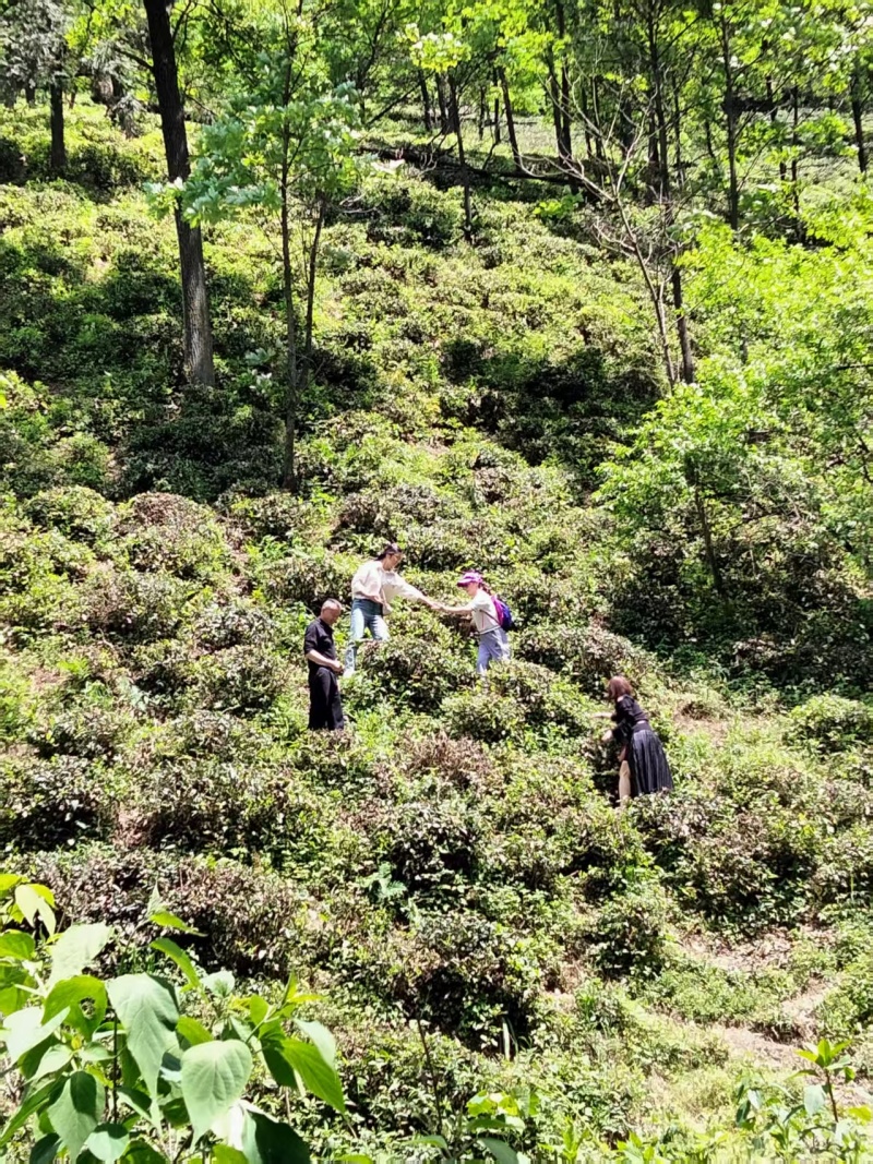 山茶叶