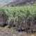 【推荐】精品.云杉种苗杉树苗规格齐全大量有货