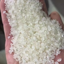 东北珍珠大米