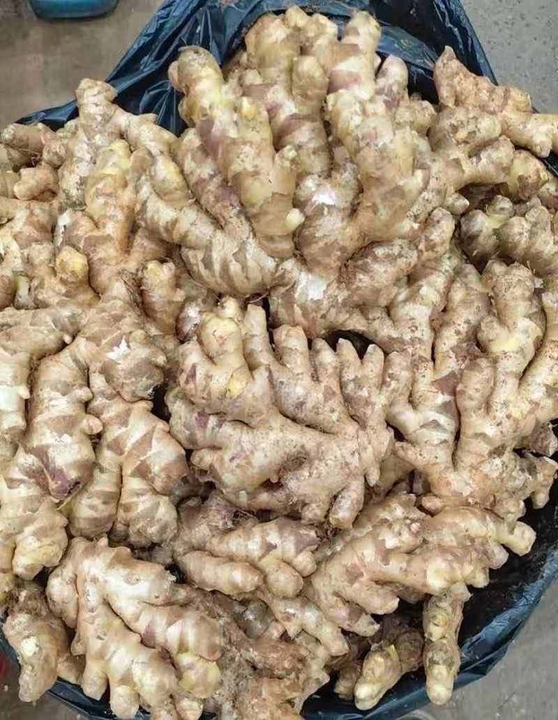 精品红土二黄姜急售，价格实惠，胖度版型中正。