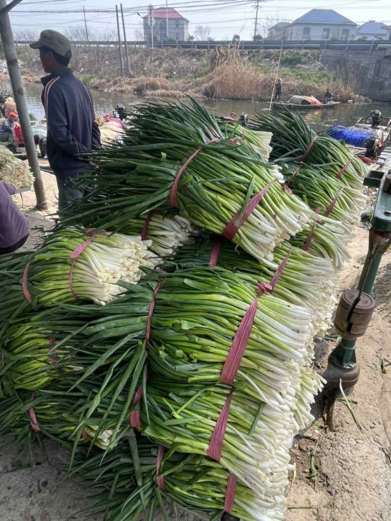 常年出售各种规格香葱