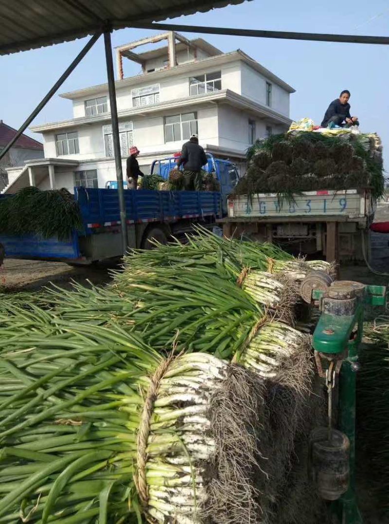 常年出售各种规格香葱