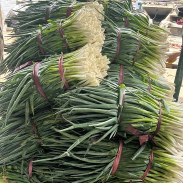 常年出售各种规格香葱