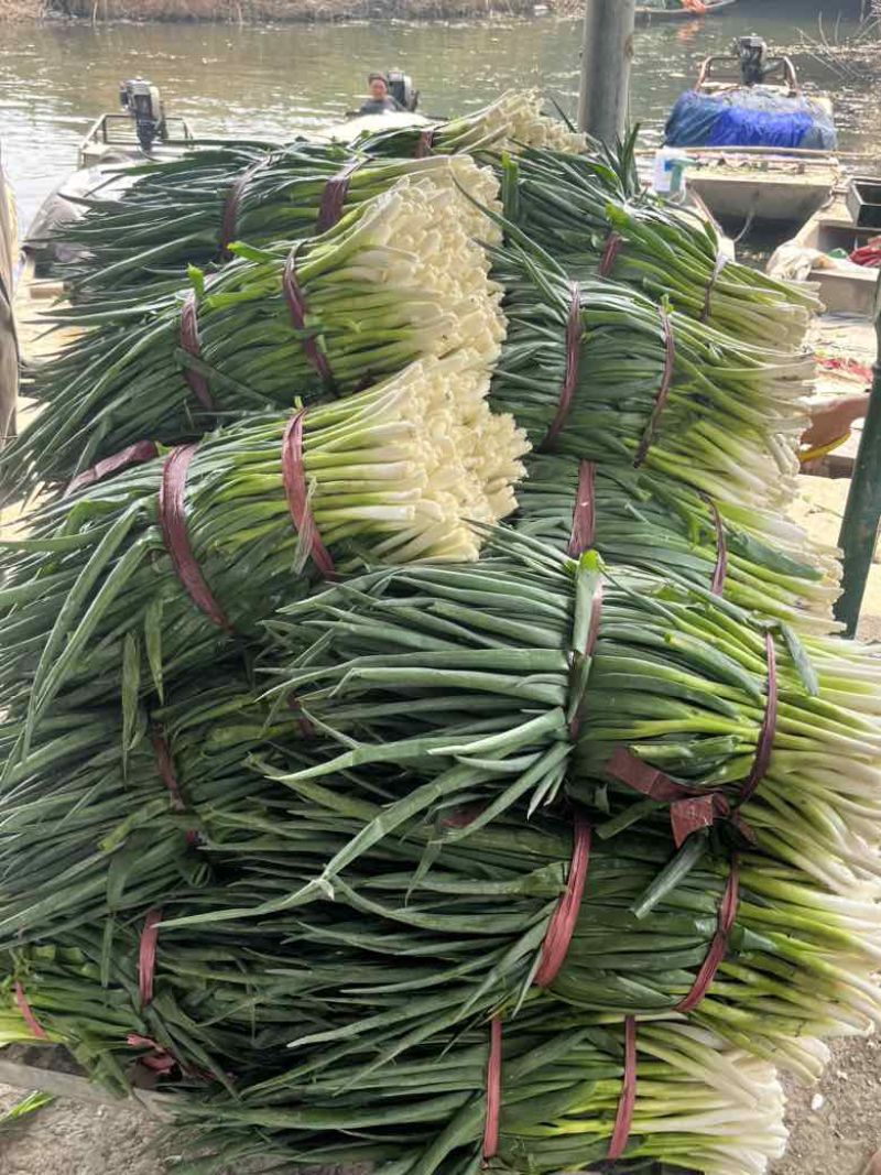 常年出售各种规格香葱