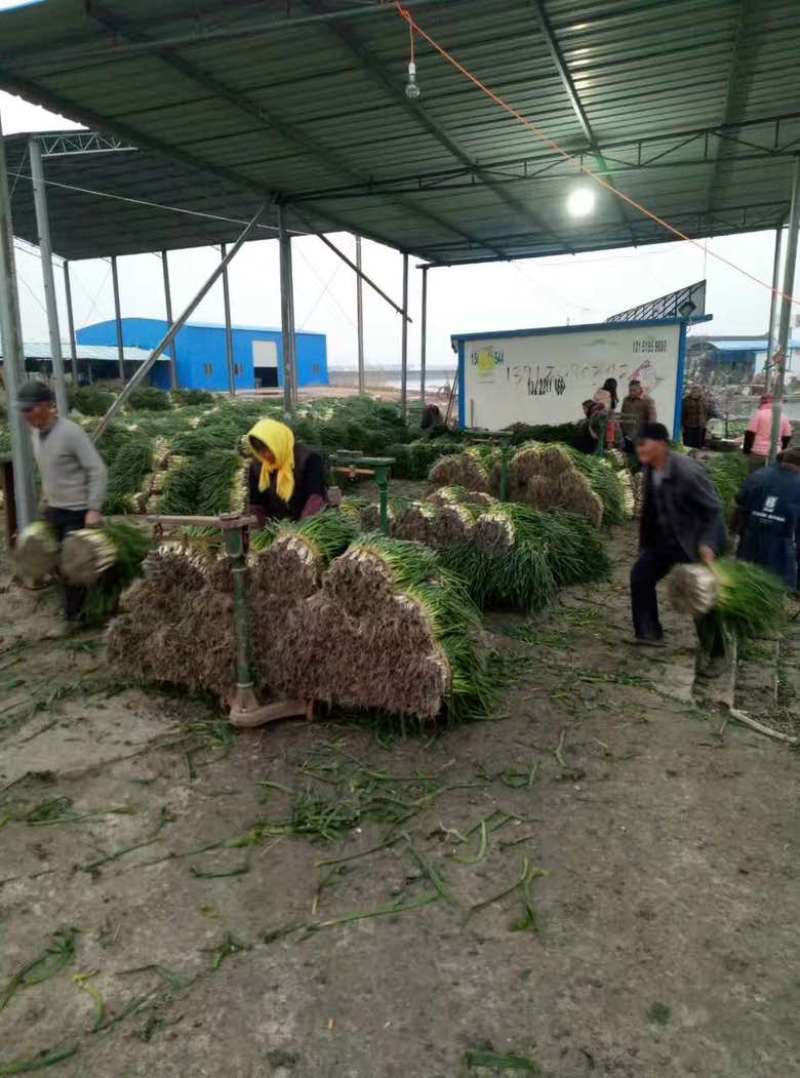常年出售各种规格香葱