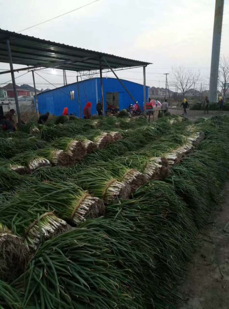 常年出售各种规格香葱