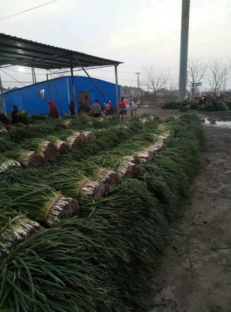 常年出售各种规格香葱