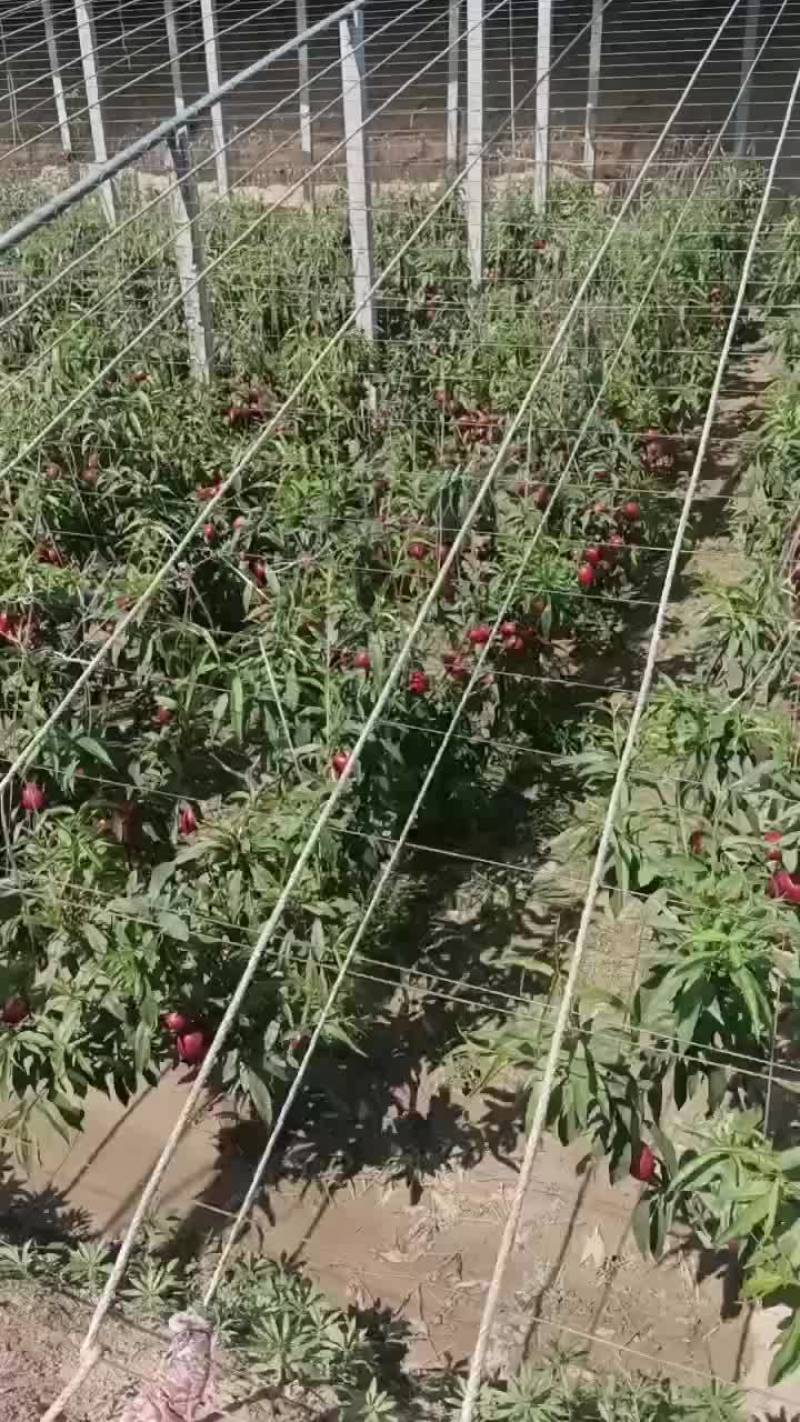 山东聊城冠县兰沃中油四号油桃