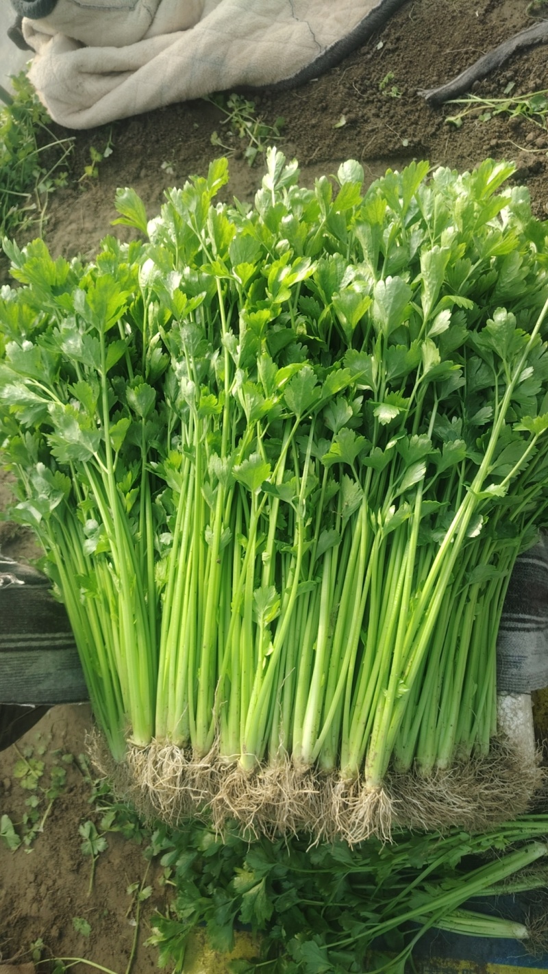 芹菜